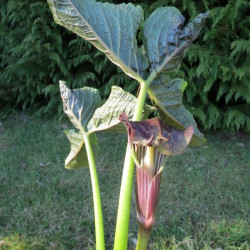 Arisaema griffithii