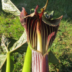 Arisaema griffithii