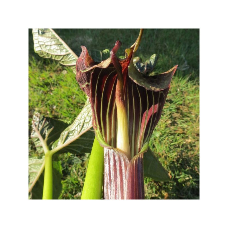 Arisaema griffithii