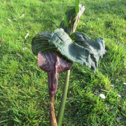 Arisaema utile