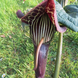 Arisaema utile