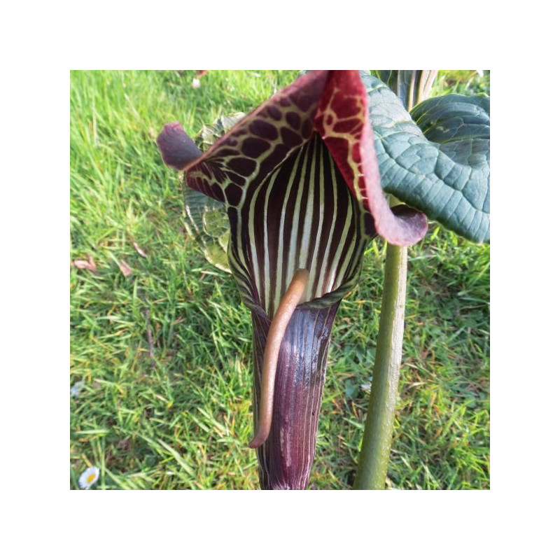 Arisaema utile