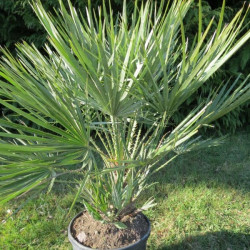 Chamaerops argentea 7 l