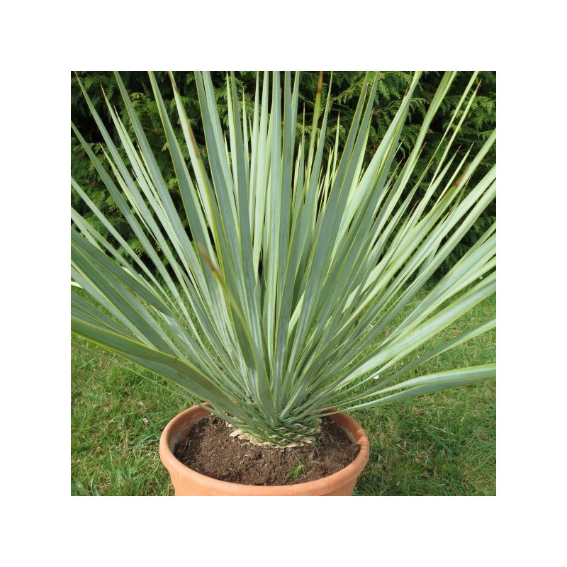 Yucca rostrata (production)