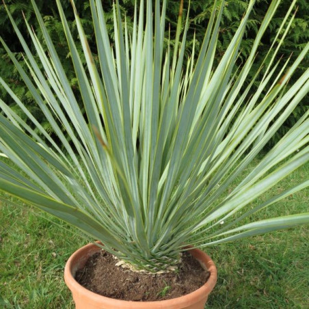 Yucca rostrata (production)