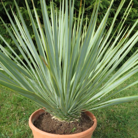 Yucca rostrata (production) 8 l