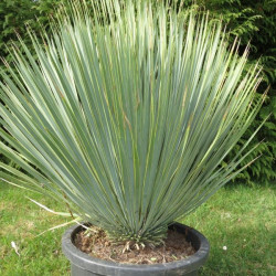 Yucca rostrata (production)