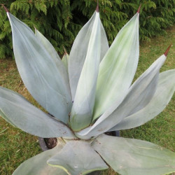 Agave neglecta