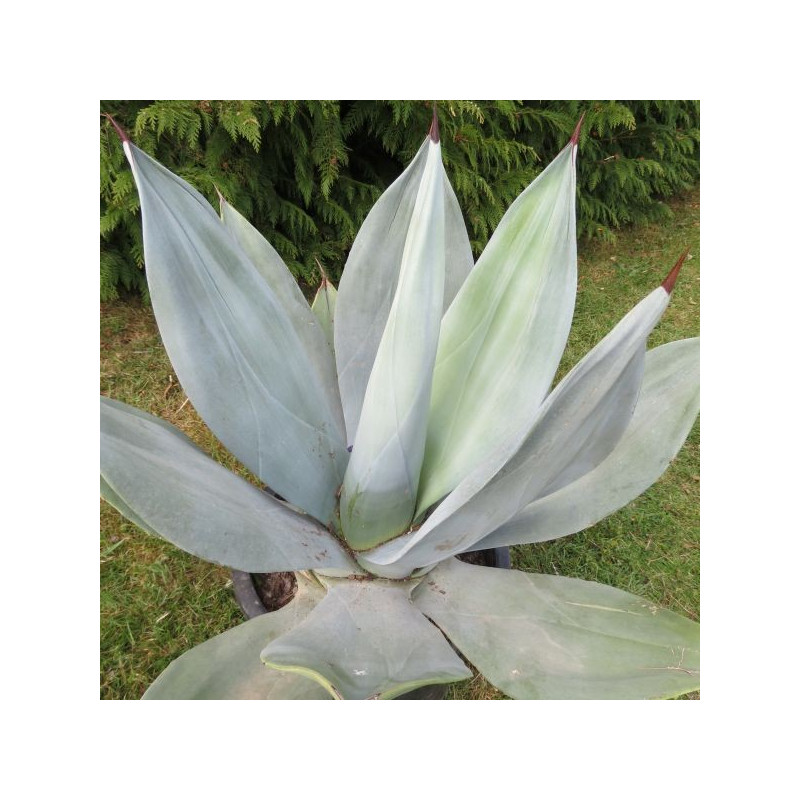 Agave neglecta