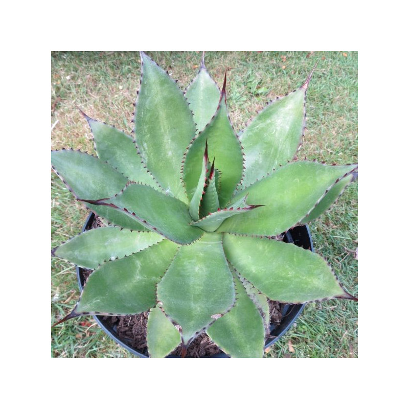 Agave chiapensis