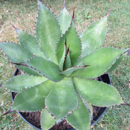 Agave chiapensis