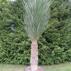 Yucca filifera 70 l