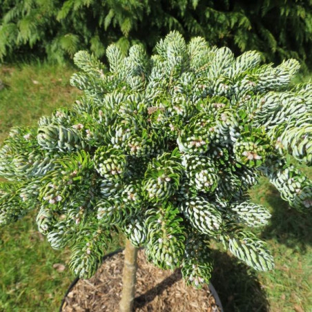 Abies koreana icebreaker