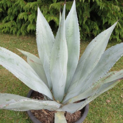 Agave x winteriana