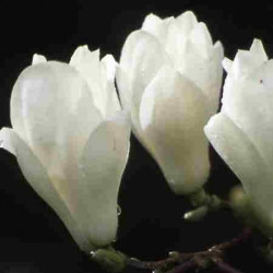 Magnolia denudata 