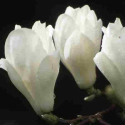 Magnolia denudata fleurs