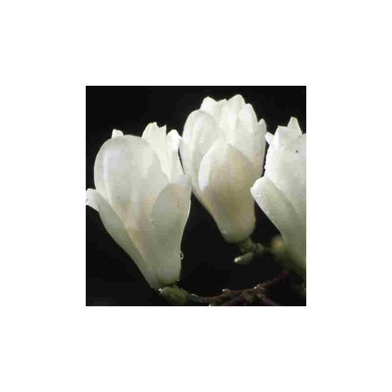 Magnolia denudata fleurs
