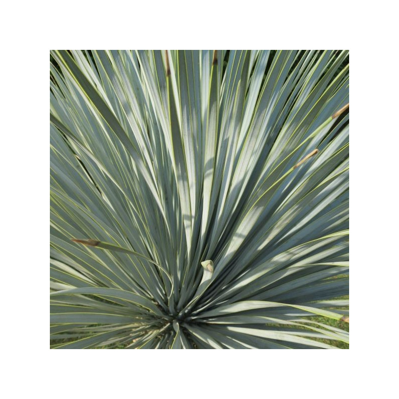 Yucca rostrata blue swan Yucca rostrata blue swan