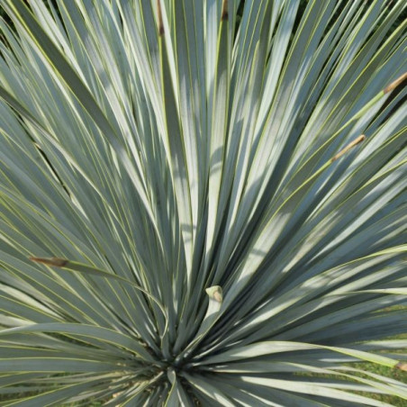 Yucca rostrata blue swan