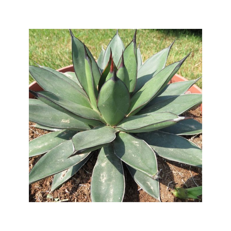 Agave x royal spine