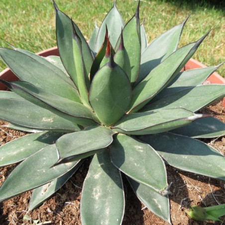 Agave x royal spine