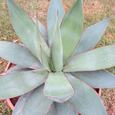 Agave lollipop