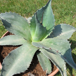 Agave ovatifolia 6 l