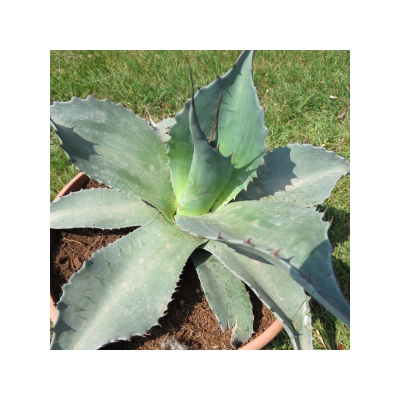 Agave ovatifolia 6 l