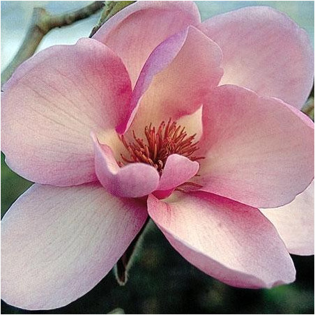 Magnolia denudata 'Iolanthe'