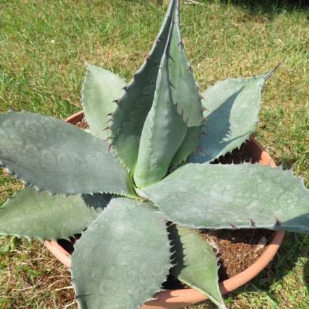 Agave havardiana