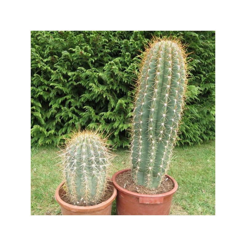 Echinopsis pasacana Echinopsis pasacana