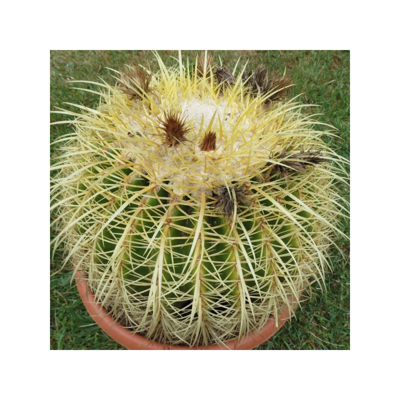 Echinocactus grusonii Echinocactus grusonii