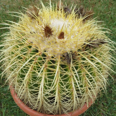 Echinocactus grusonii