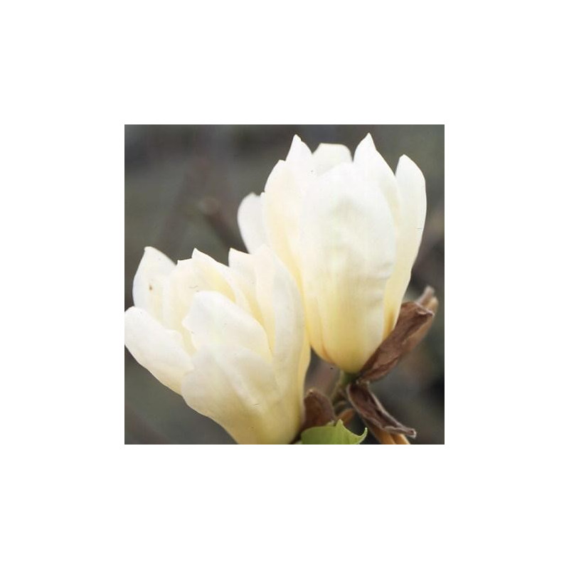 Magnolia 'Elisabeth'