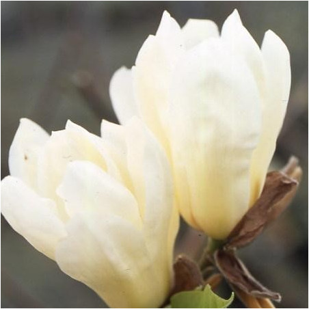 Magnolia 'Elisabeth'