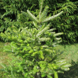 Abies koreana silberlocke