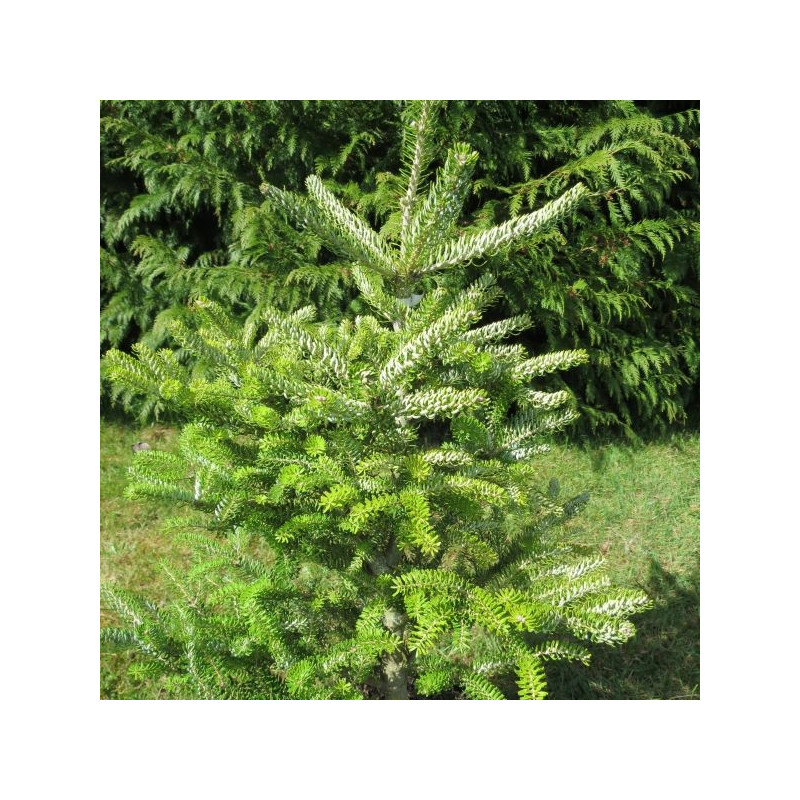 Abies koreana silberlocke