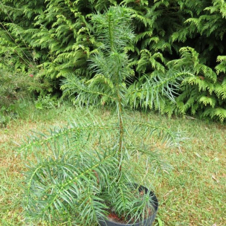 Cunninghamia lanceolata