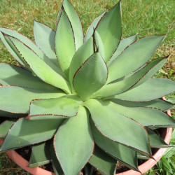 Agave aristocrat