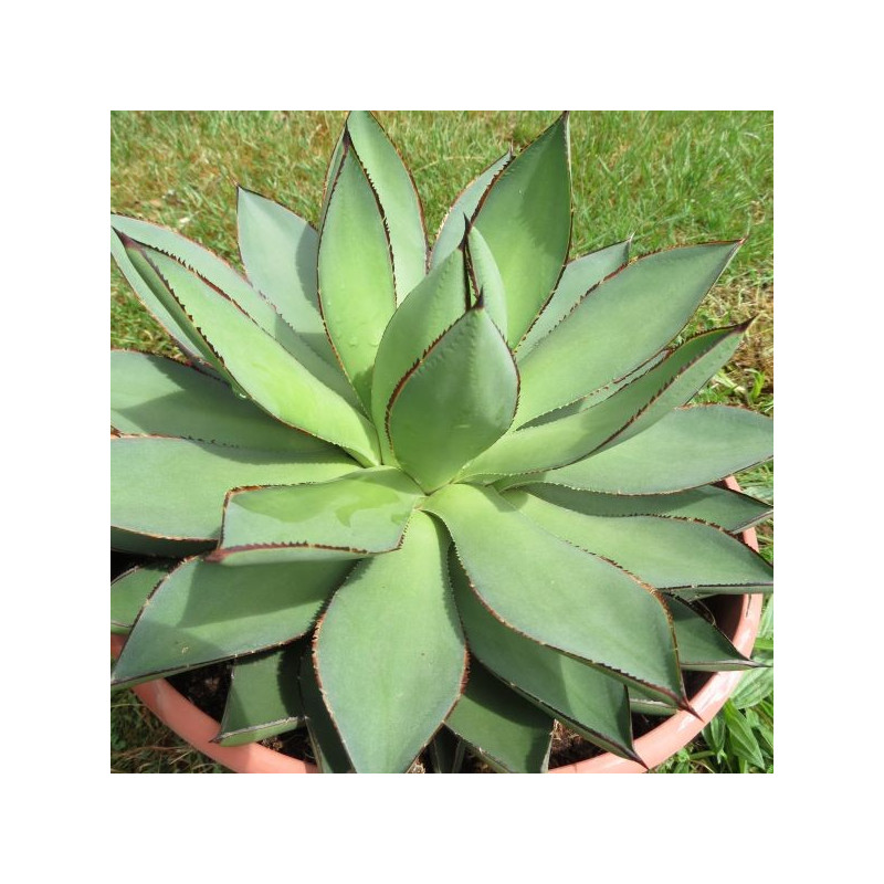 Agave aristocrat