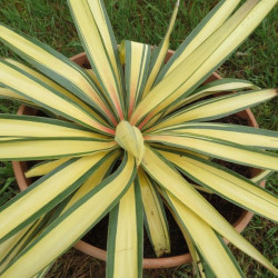 Yucca gloriosa rainbow