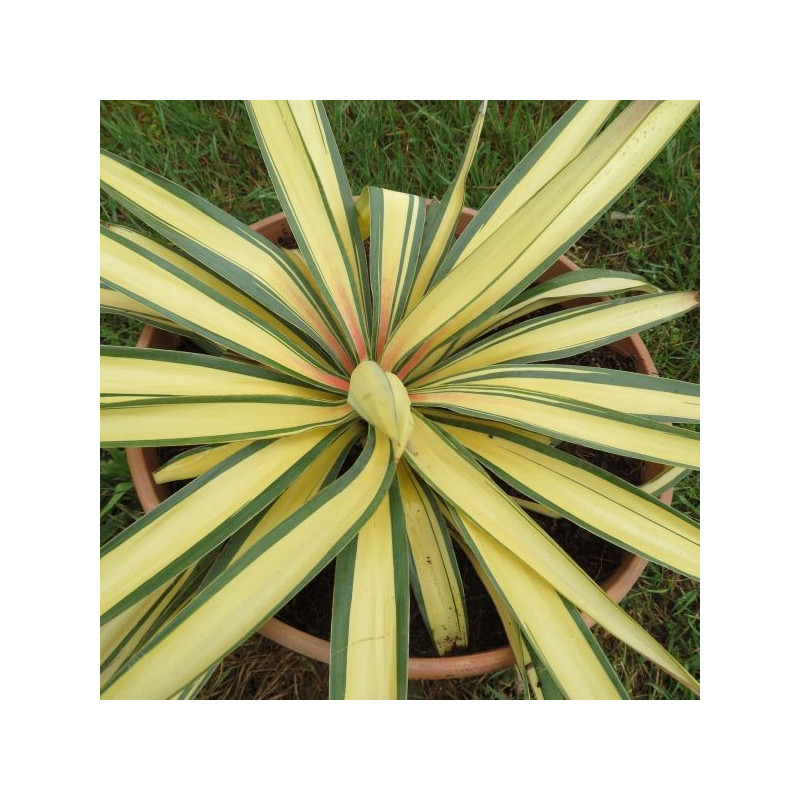 Yucca gloriosa rainbow