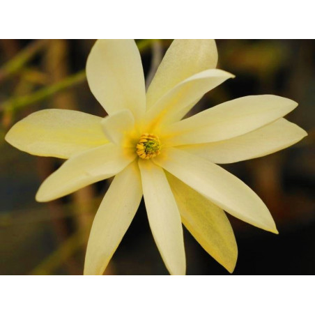 Magnolia fraseri 'gold star'