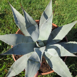 Agave parryi var. parryi 6 l