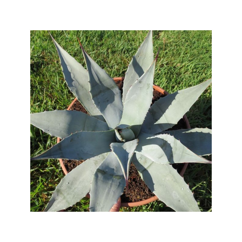 Agave parryi var. parryi 6 l