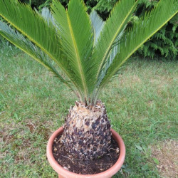 Cycas revoluta 7 l