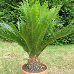 Cycas revoluta