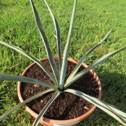 Yucca rupicola