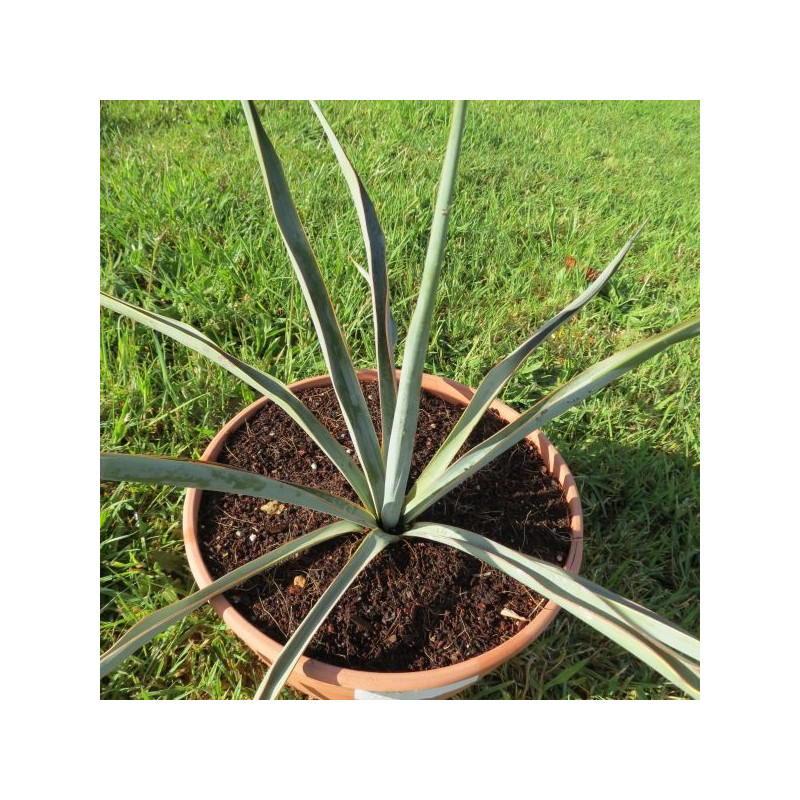 Yucca rupicola