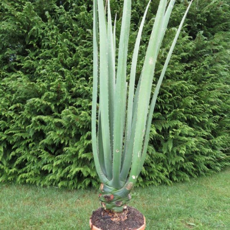 Furcraea macdougalii